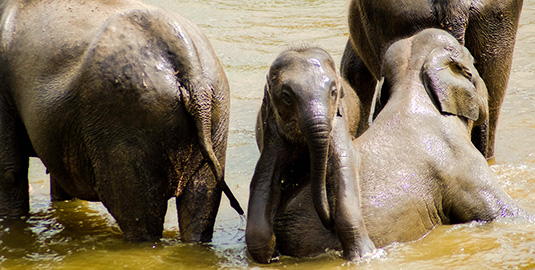 Young Elephants bathing in the River at Pinnawala Orphanage