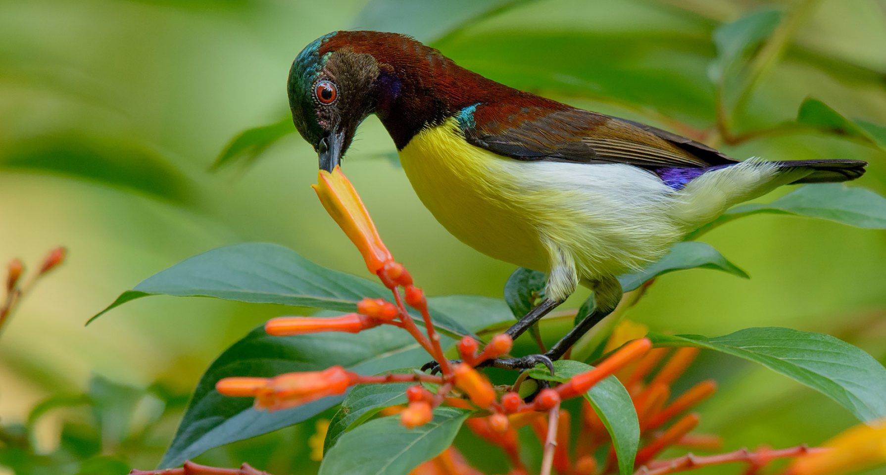 purple rumped sunbird